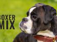 Boxer MIx