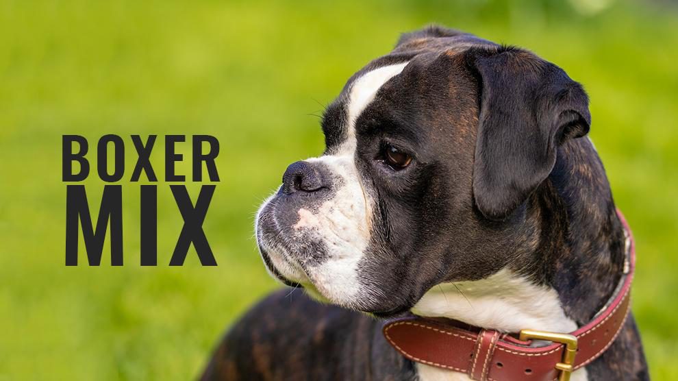 boxer dog cross breeds