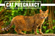 Cat Pregnancy