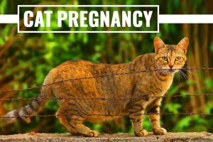Cat Pregnancy