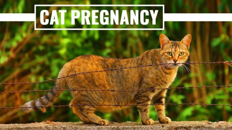 Cat Pregnancy