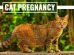 Cat Pregnancy