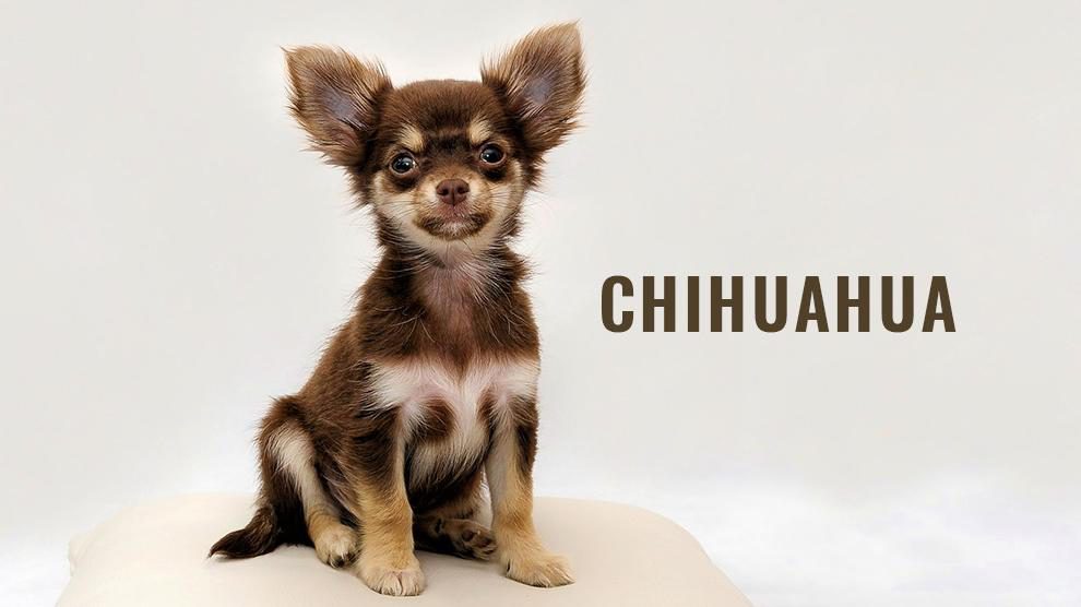 Chihuahua