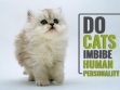 Do Cats Imbibe Human Personality?