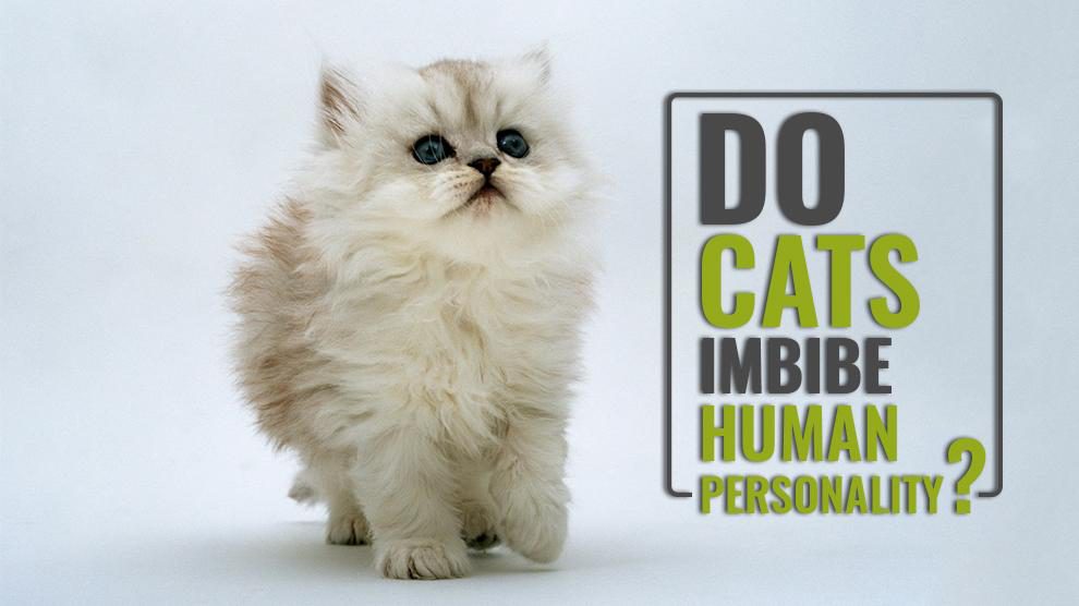 Do Cats Imbibe Human Personality?