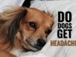 Do Dogs Get Headaches?