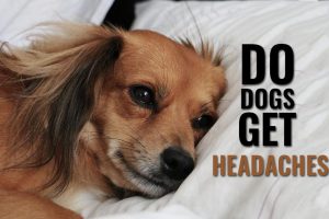 Do Dogs Get Headaches?