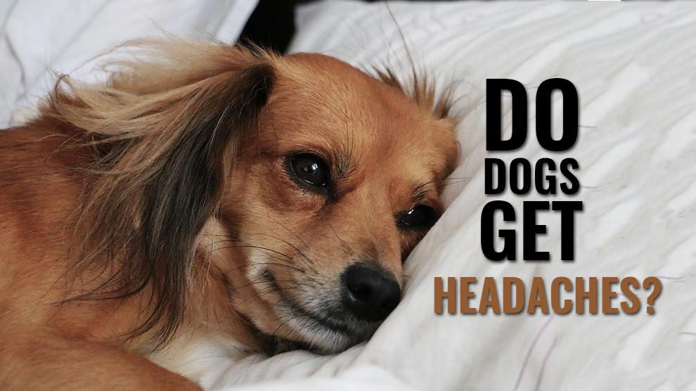 Do Dogs Get Headaches?