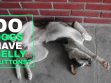 Do Dogs Have Belly Buttons?