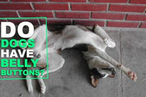 Do Dogs Have Belly Buttons?