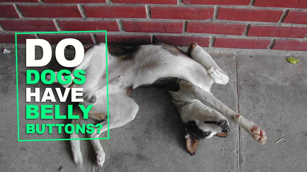 Do Dogs Have Belly Buttons?