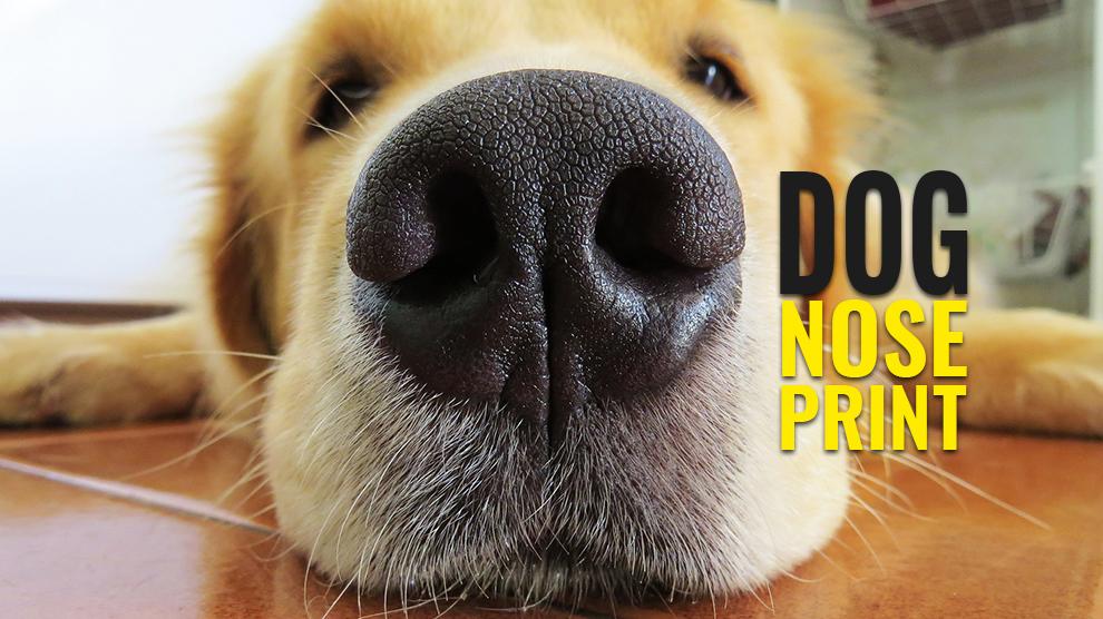 Dog Nose Print - How To Nose Print Your Canine? - Petmoo