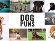 Dog Puns