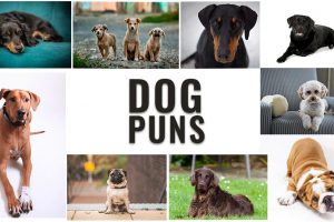 Dog Puns