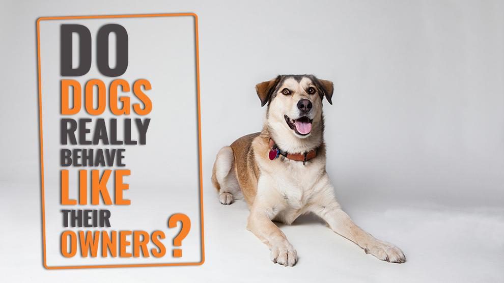 Dogs Really Behave Like Their Owners