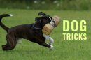 Dog Tricks