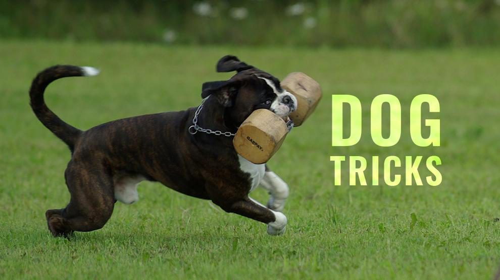 Dog Tricks