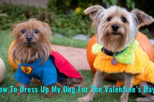 Dog Valentine Costume