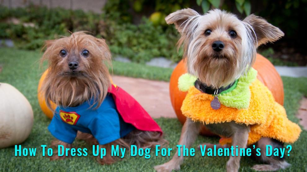 Dog Valentine Costume