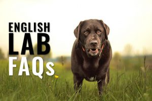 English lab FAQs