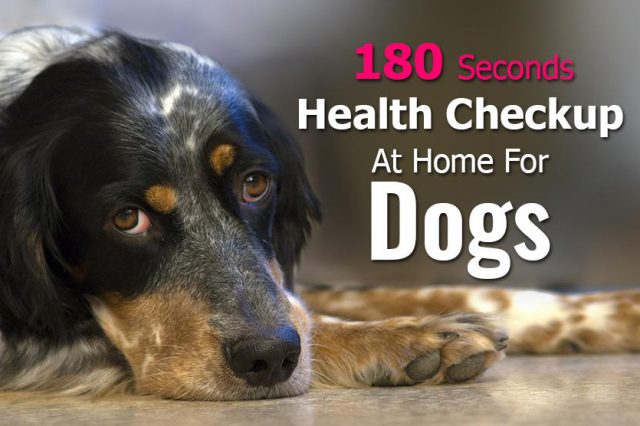 Health Checkup At Home For Dogs