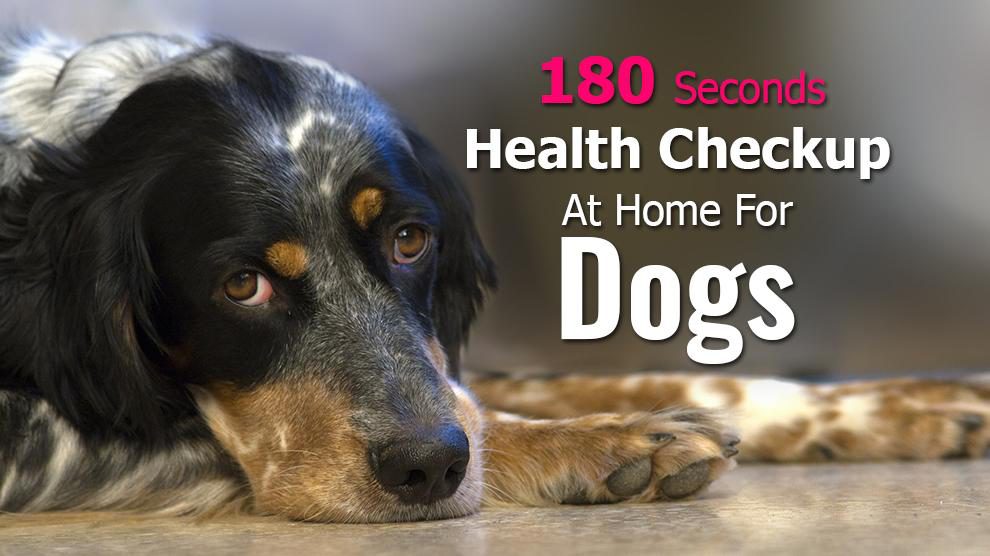 Health Checkup At Home For Dogs