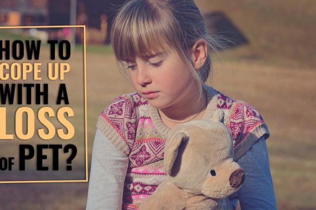 How To Cope Up With A Loss Of Pet?
