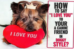 Say “I Love You” To Your Dog