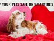 Keep Your Pets Safe On Valentine’s Day