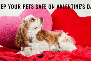 Keep Your Pets Safe On Valentine’s Day