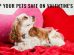 Keep Your Pets Safe On Valentine’s Day