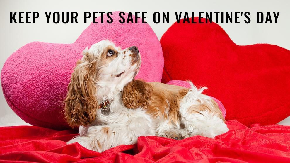 Keep Your Pets Safe On Valentine’s Day