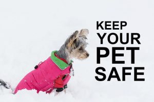 Winter Pet Safety Tips