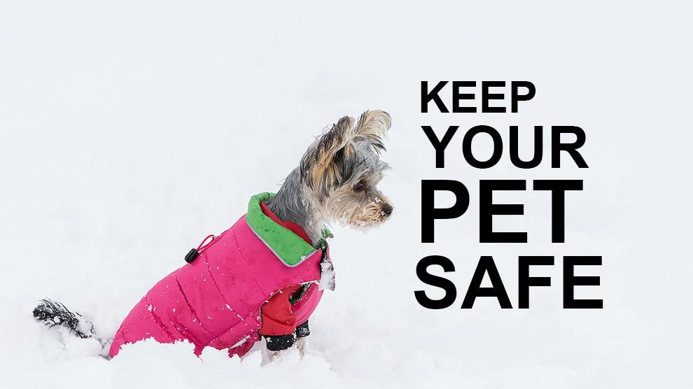 Winter Pet Safety Tips