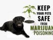 Marijuana Toxicity In Dogs