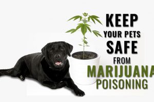 Marijuana Toxicity In Dogs