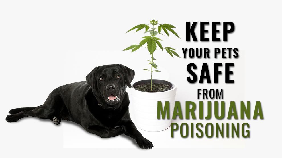 Marijuana Toxicity In Dogs
