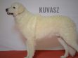 Kuvasz
