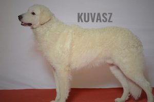 Kuvasz