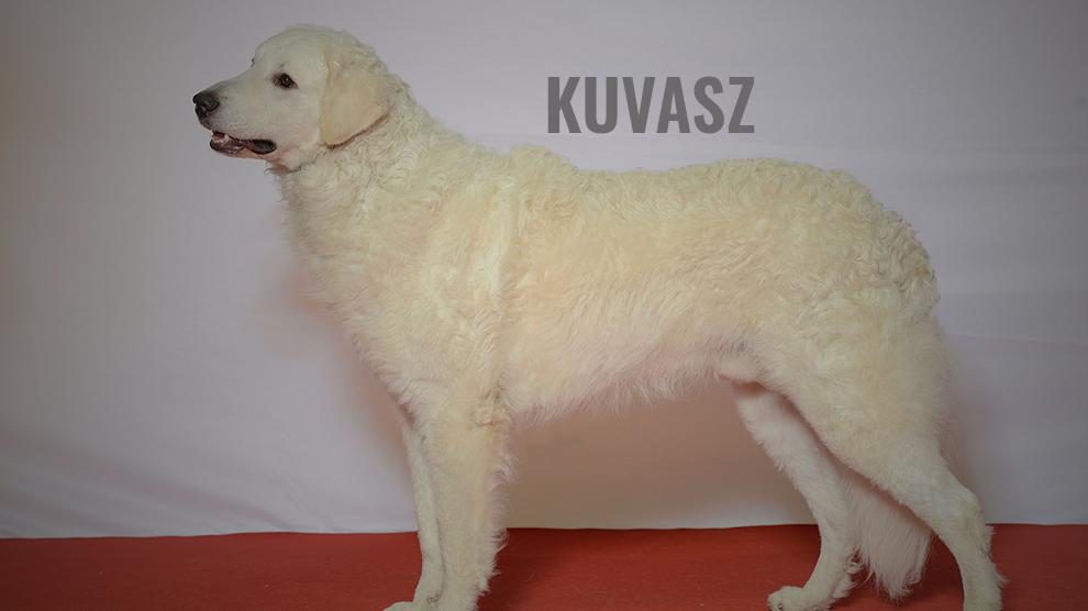 Kuvasz