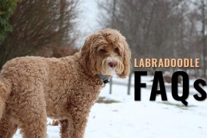 Labradoodle FAQs