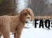 Labradoodle FAQs