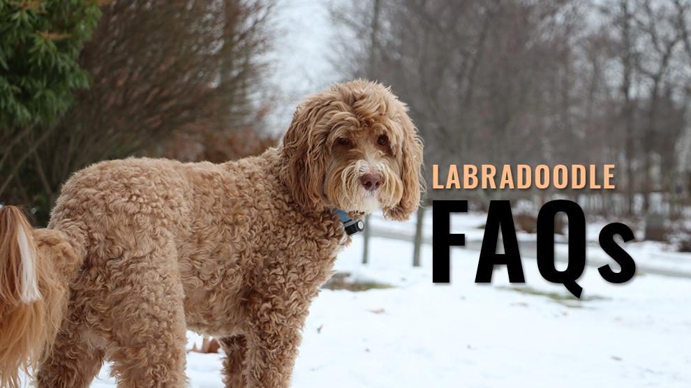 Labradoodle FAQs