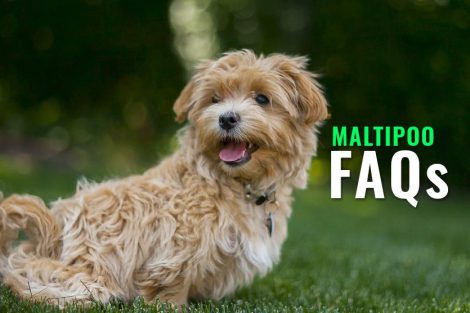 Maltipoo FAQs