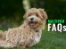 Maltipoo FAQs