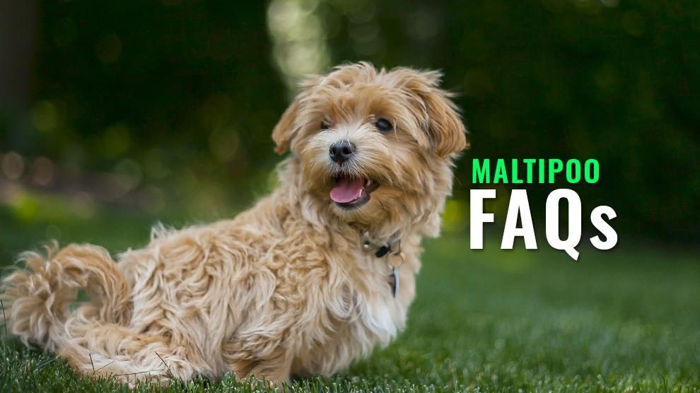 Maltipoo FAQs