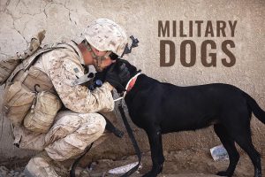 Military Dogs