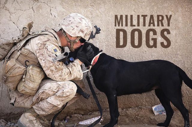 Military Dogs