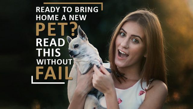 Ready To Bring Home A New Pet? 5 Important Outlooks To Know - Petmoo