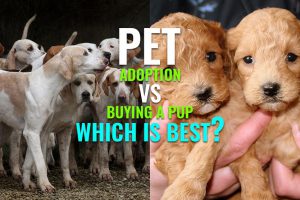 Pet Adoption Vs Buying A Pup